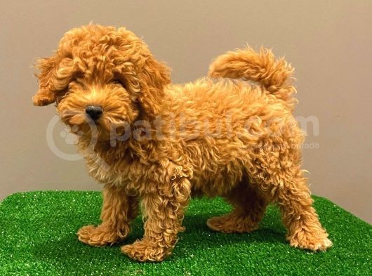 Muhteşem Dişi Red Toy Poodle Yavrumuz görsel