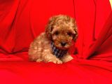 Safkan Toy Poodle Yavrularımız