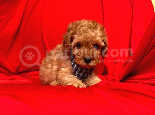 Safkan Toy Poodle Yavrularımız görsel