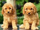 Dark Apricot Toy Poodle Dişi Yavrular