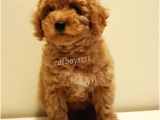 Red Toy Poodle Dişi Yavrumuz