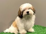 Dişi Shihtzu Yavrumuz