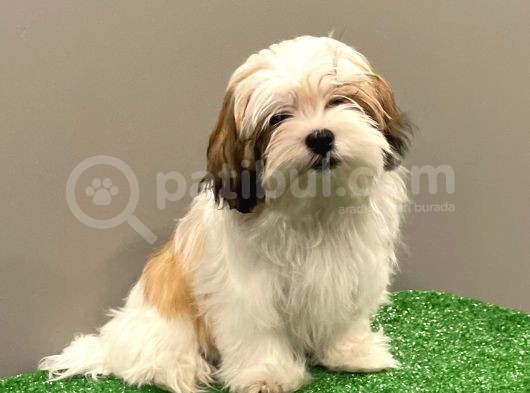 Dişi Shihtzu Yavrumuz görsel