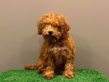 4 Aylık Red Toy Poodle Dişi Yavrumuz