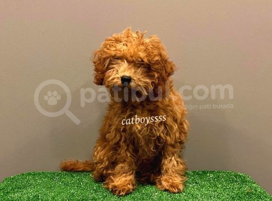 4 Aylık Red Toy Poodle Dişi Yavrumuz görsel