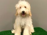 5 Aylık Dişi Apricot Toy Poodle Yavrumuz