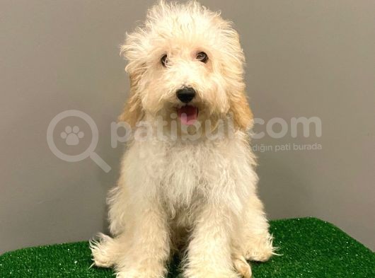 5 Aylık Dişi Apricot Toy Poodle Yavrumuz görsel