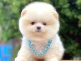 Safkan Teddy Ayı Surat Pomeranian Boo Yavrularımız