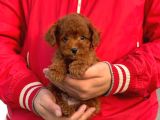 Bebek Surat Toy Poodle Yavrular