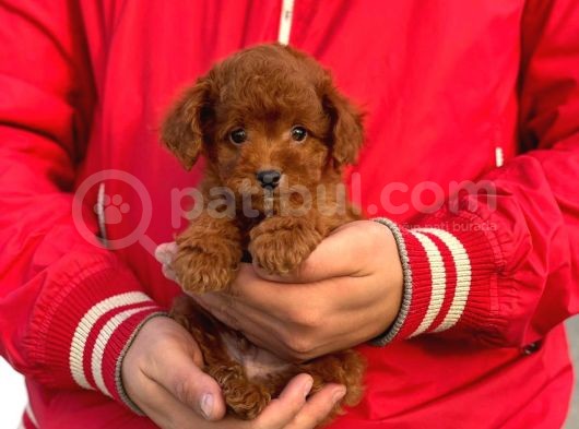 Bebek Surat Toy Poodle Yavrular görsel