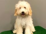 5 Aylık Dişi Apricot Toy Poodle Yavrumuz