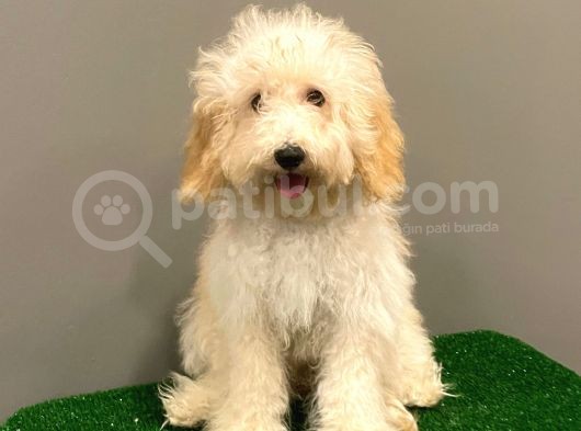 5 Aylık Dişi Apricot Toy Poodle Yavrumuz