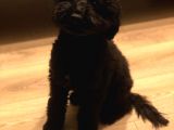 7 Aylık Erkek Toy Poodle aşılar Tam Aksesuarlarıyla Birlikte