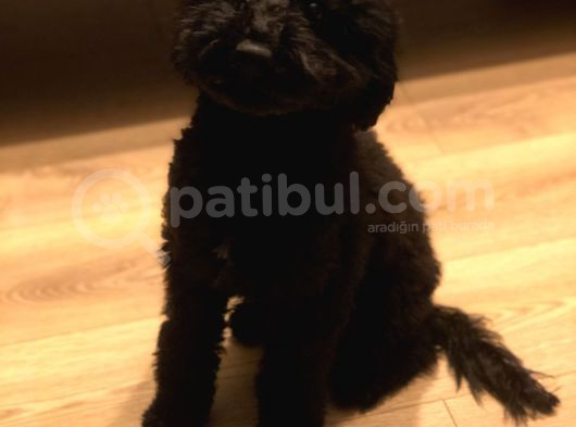 7 Aylık Erkek Toy Poodle Aşılar Tam Aksesuarlarıyla Birlikte
