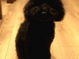 7 Aylık Erkek Toy Poodle Aşılar Tam Aksesuarlarıyla Birlikte