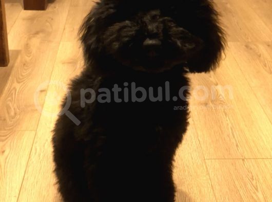 7 Aylık Erkek Toy Poodle Aşılar Tam Aksesuarlarıyla Birlikte görsel