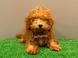 4 Aylık Red Toy Poodle Dişi Yavrumuz