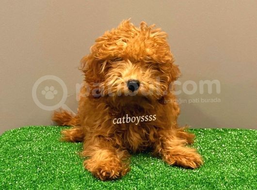 4 Aylık Red Toy Poodle Dişi Yavrumuz görsel