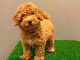 Muhteşem Dişi Red Toy Poodle Yavrumuz