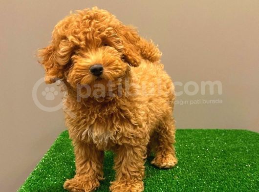Muhteşem Dişi Red Toy Poodle Yavrumuz görsel