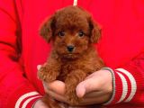 Bebek Surat Toy Poodle Yavrular