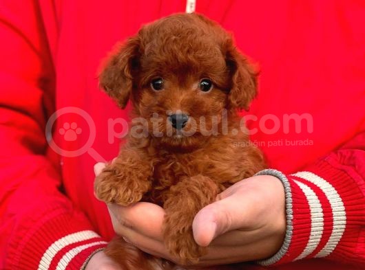 Bebek Surat Toy Poodle Yavrular