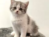 Bi Color British Shorthair Dişi Yavrumuz