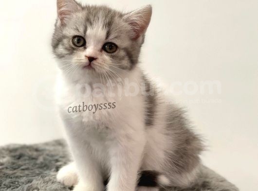 Bi Color British Shorthair Dişi Yavrumuz