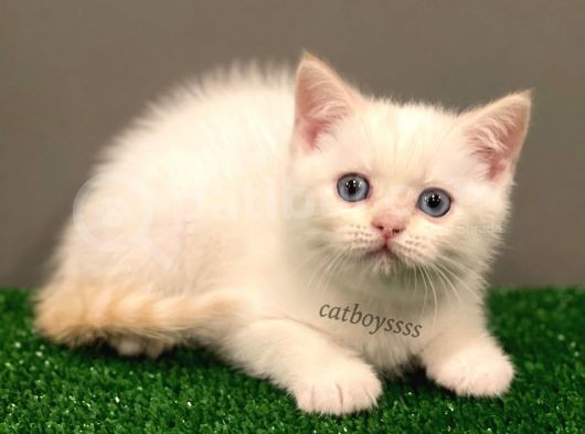 Red Point British Shorthair Erkek Yavrumuz görsel