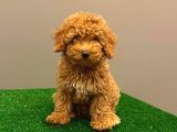 Muhteşem Dişi Red Toy Poodle Yavrumuz
