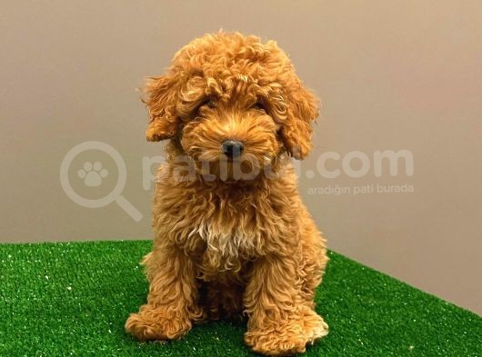 Muhteşem Dişi Red Toy Poodle Yavrumuz görsel