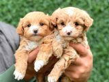 F1 Orji̇nal Anti̇alerji̇k Malti̇poo Bebekler