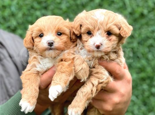 F1 Orji̇nal Anti̇alerji̇k Malti̇poo Bebekler görsel