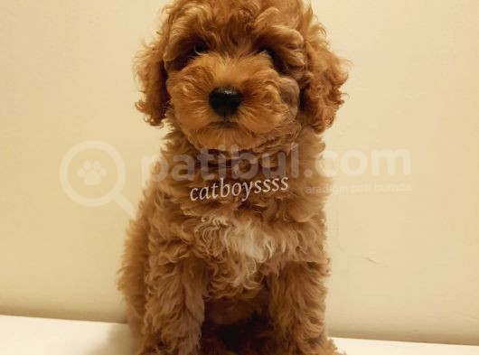 Red Toy Poodle Dişi Yavrumuz görsel