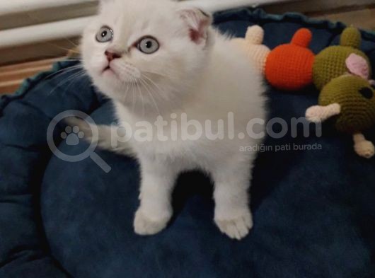 Erkek Güzeli Bebek görsel