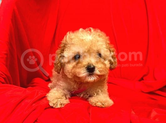 Safkan Toy Poodle Yavrularımız görsel