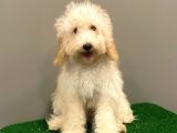 5 Aylık Dişi Apricot Toy Poodle Yavrumuz
