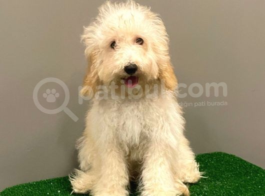 5 Aylık Dişi Apricot Toy Poodle Yavrumuz görsel