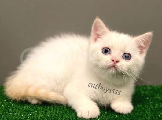 Red Point British Shorthair Erkek Yavrumuz