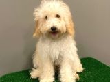 5 Aylık Dişi Apricot Toy Poodle Yavrumuz