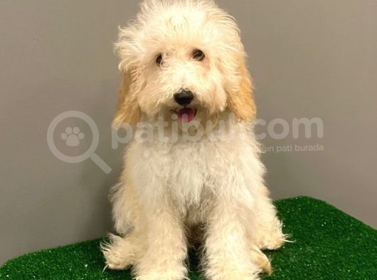 5 Aylık Dişi Apricot Toy Poodle Yavrumuz görsel