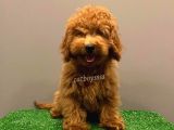 Minyatür Red Poodle Yavrumuz