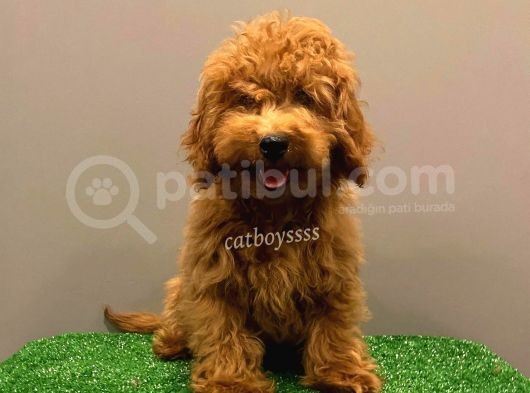 Minyatür Red Poodle Yavrumuz