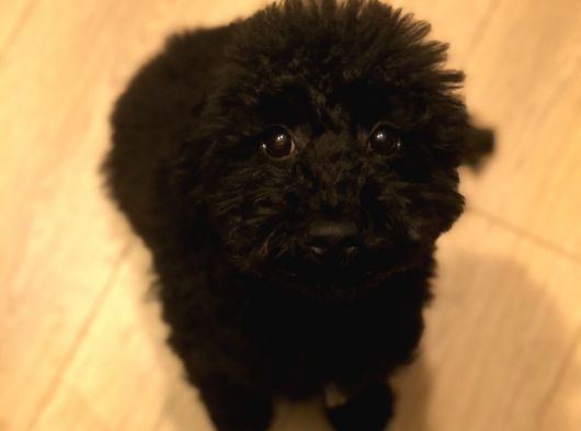 7 Aylık Erkek Toy Poodle Aşılar Tam Aksesuarlarıyla Birlikte görsel