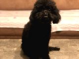 7 Aylık Erkek Toy Poodle Aşılar Tam Aksesuarlarıyla Birlikte