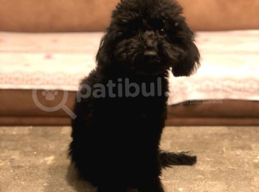 7 Aylık Erkek Toy Poodle Aşılar Tam Aksesuarlarıyla Birlikte görsel