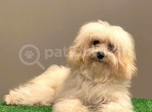 Orjinal Maltipoo Erkek Yavrumuz