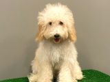 5 Aylık Dişi Apricot Toy Poodle Yavrumuz
