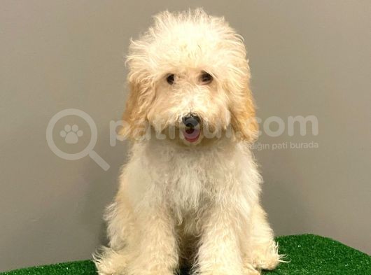 5 Aylık Dişi Apricot Toy Poodle Yavrumuz görsel