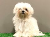 6 Aylık 1600 Gram Dişi Mini Maltese Terrier Yavrumuz